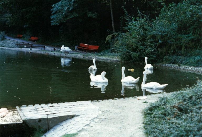 Schwäne im unteren Brücken-Teich
