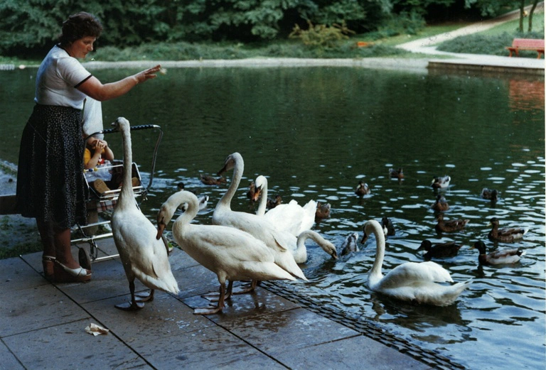 Schwäne am unteren Brücken-Teich