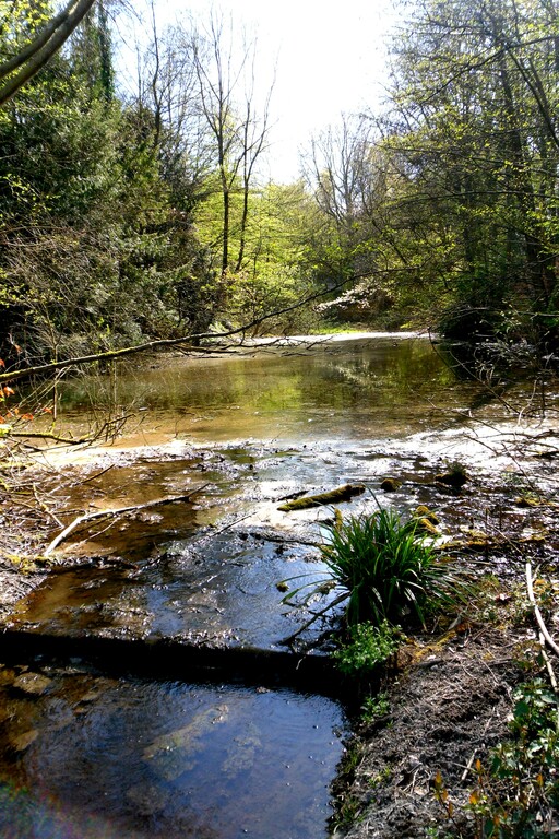 Verwahrloster Ententeich im Hiltroper Busch, großer Teich