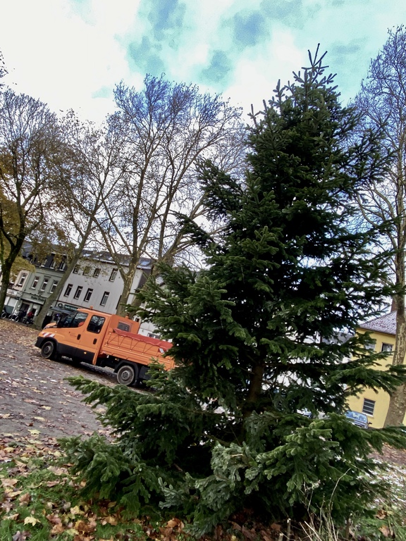 Weihnachtsbaum aufstellen im Gerther Marktgarten