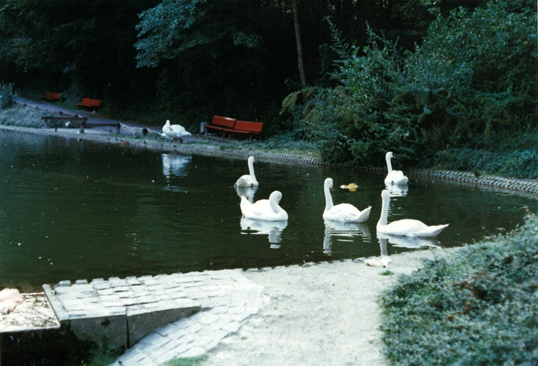 Schwäne im unteren Brücken-Teich